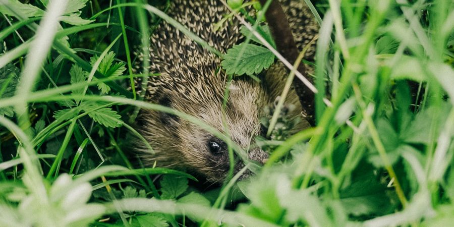 zürich igel