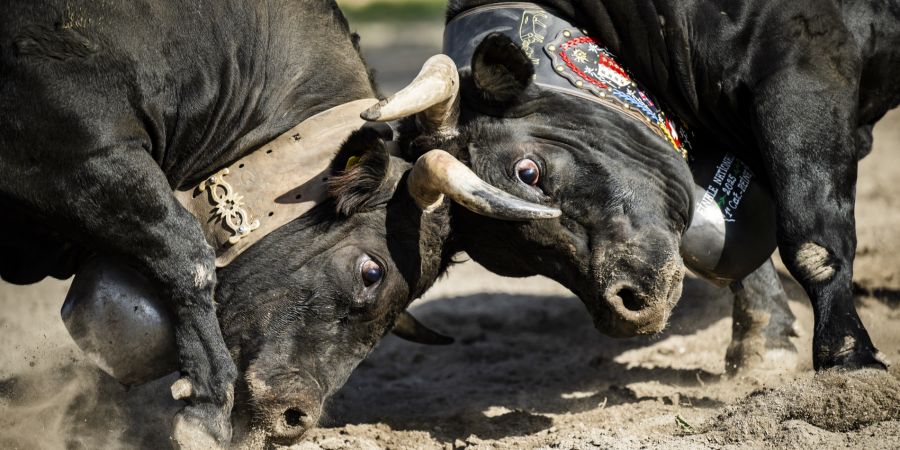 Eringerkühe Kämpfe