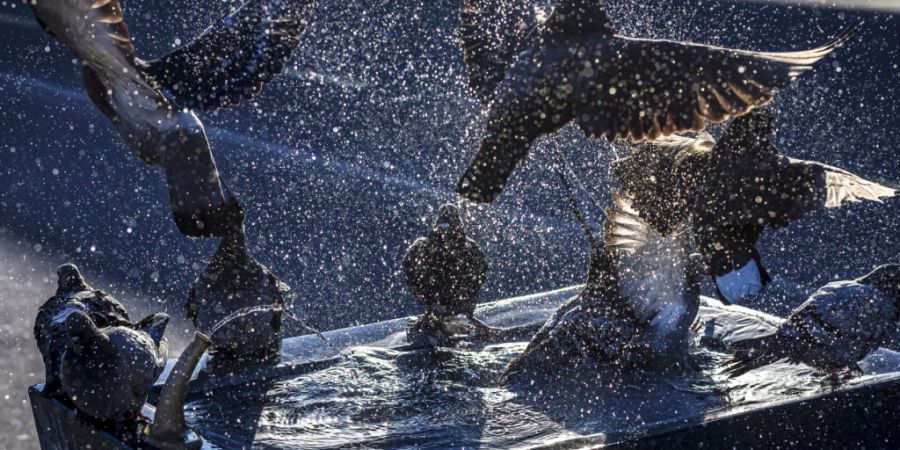 Ein Video von der Tötung von Tauben in Zürich löste grosse Empörung aus. Die Grünen fordern nun eine tierfreundlichere Regulierung. (Archivbild).