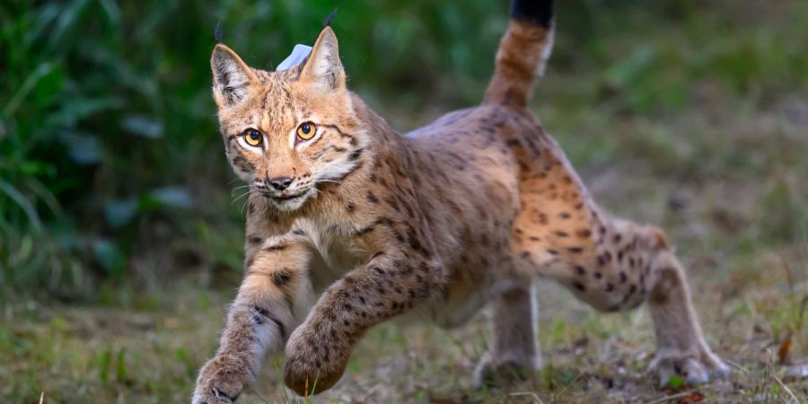 Luchs