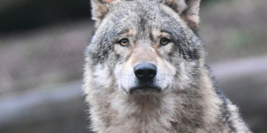Schon wieder wird am rechten Zürichseeufer ein möglicher Wolf gesichtet. (Symbolbild)