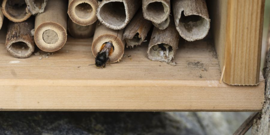 Ein Insektenhotel für Wildbienen kann einen Garten bereichern. (Symbolbild)