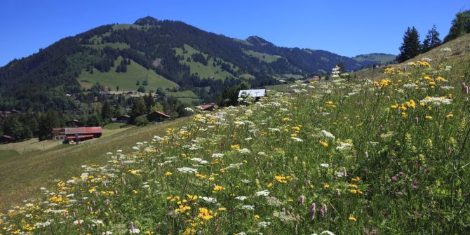 Biodiversität Schweiz Wiese Alpen