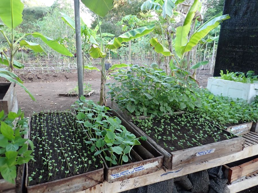 Tauchresort Indonesien SAVU