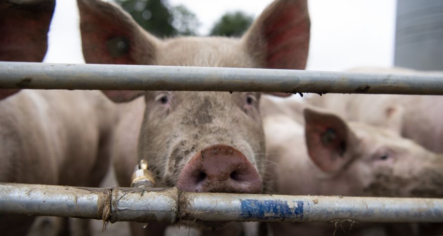 Schwein hinter Gittern