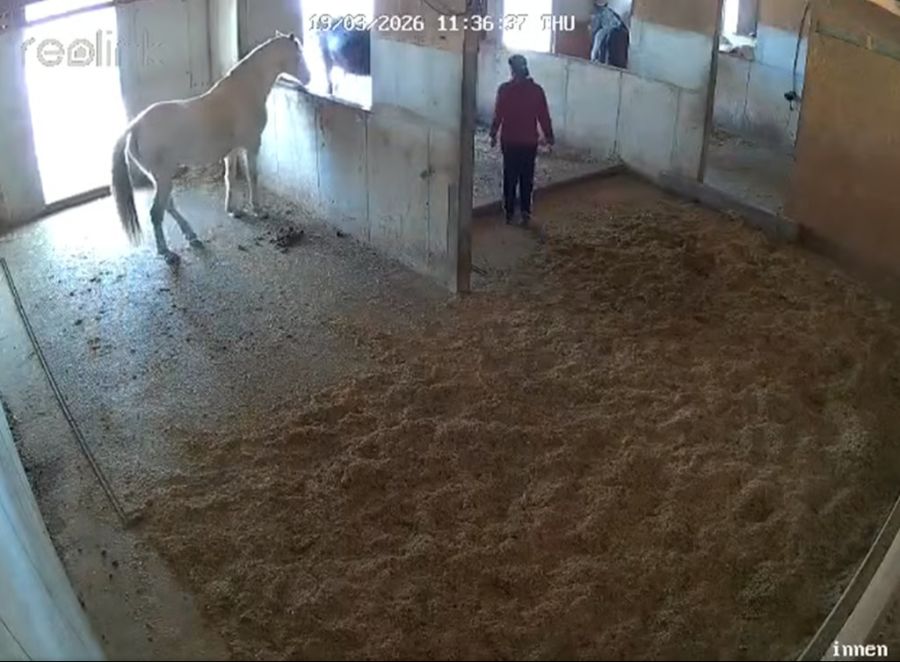 In Buttwil AG wurde ein Pferd sexuell missbraucht – die Tat dokumentierten Kameras.