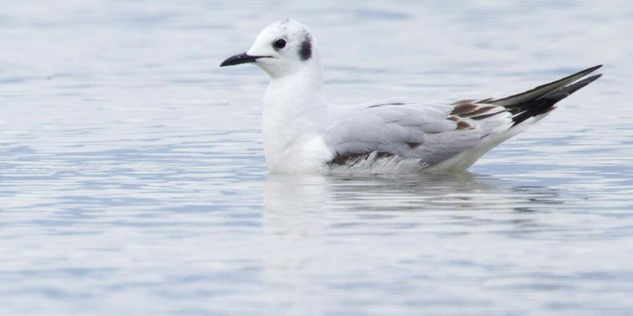 Die Bonapartemöwe wurde von Vogelbeobachter Sebastian Poirier erstmals in der Schweiz entdeckt.