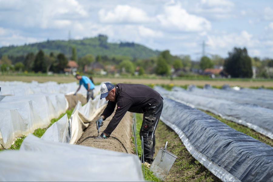 In der Schweiz ist von April bis Juni Spargelsaison.