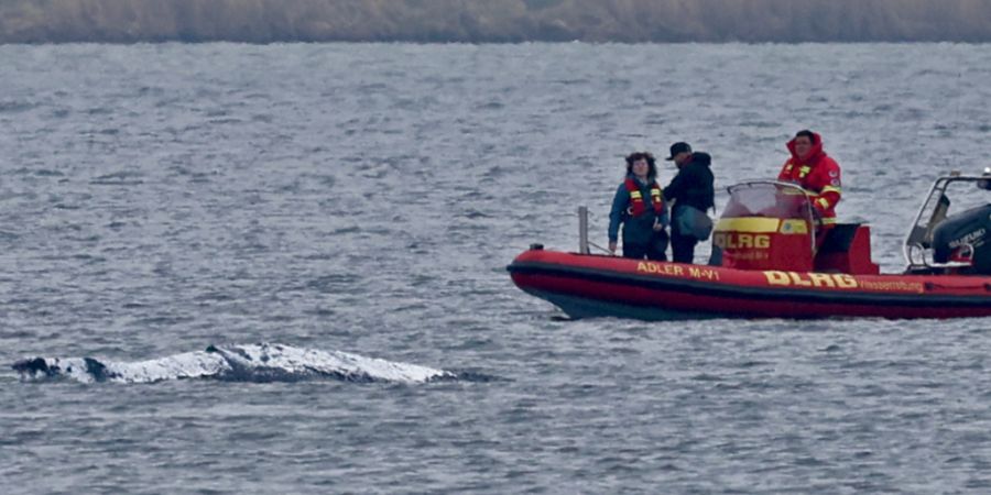 Ein Schlauchboot mit Helfern ist in der Nähe des gestrandeten Wals vor der Ostseeinsel Poel im Einsatz. Der Rücken des Wals ist mit Tüchern abgedeckt. Für den bei Wismar gestrandete...