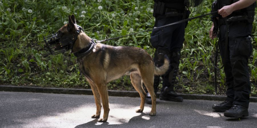 Ein Polizeihund schnappte in Hinterkappelen BE einen mutmasslichen Dieb. (Archivbild)