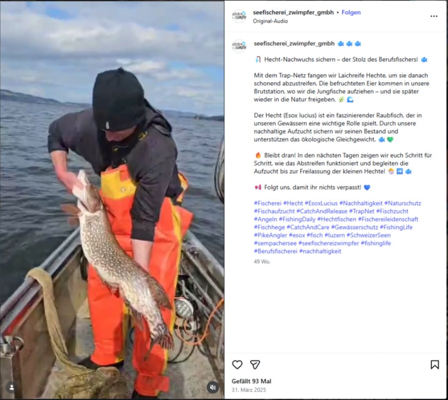 Fischer Fische Zugersee