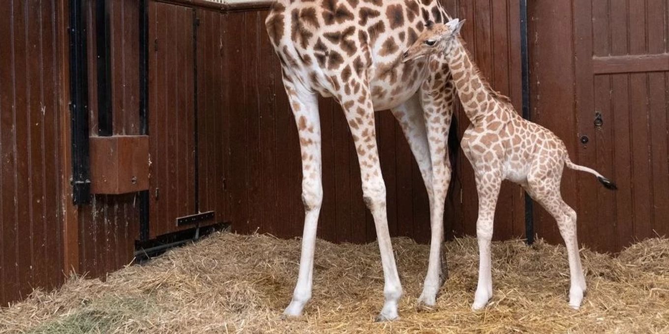 giraffenbaby-im-basler-zolli-geboren-nau-ch
