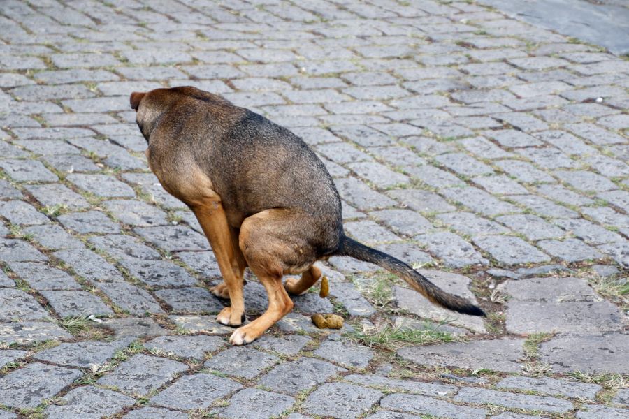 Grosses Leiden beim Hund: Verstopfung kann manchmal nur mit Hilfe vom Tierarzt behoben werden.