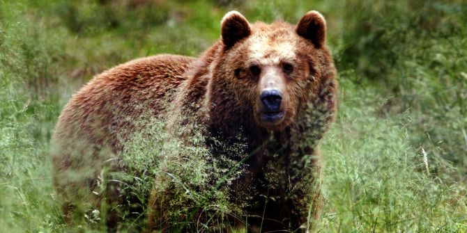 Bär