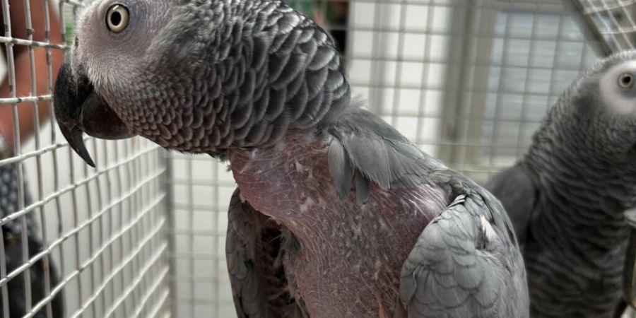 Ein Mann ist am Tessiner Grenzübergang Gandria mit zwei geschützten Papageien angehalten worden.