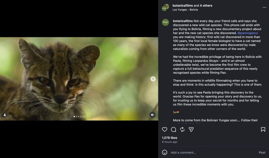 Neue Katzenart
