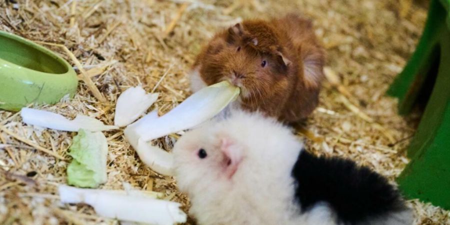 Eine Frau hielt im Kanton Aargau rund 80 Meerschweinchen und weitere Tiere in «unhaltbaren Zuständen»: Das Verwaltungsgericht bestätigte das von den Behörden verhängte teilweise Tie...