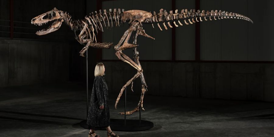 Dinosaurier versteigerung