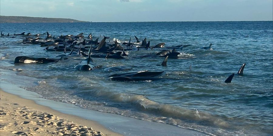 Dutzende Grindwale am Strand der Kleinstadt Dunsborough südlich von Perth.