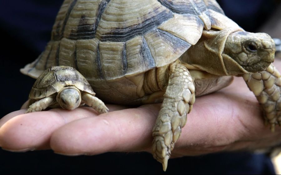 Bei den männlichen Schildkröten kann der Paarungstrieb ein Grund für eine Flucht sein.