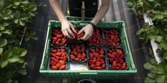 «Sauerei» - Coop wirbt nur für ausländische Beeren – Bauer sauer