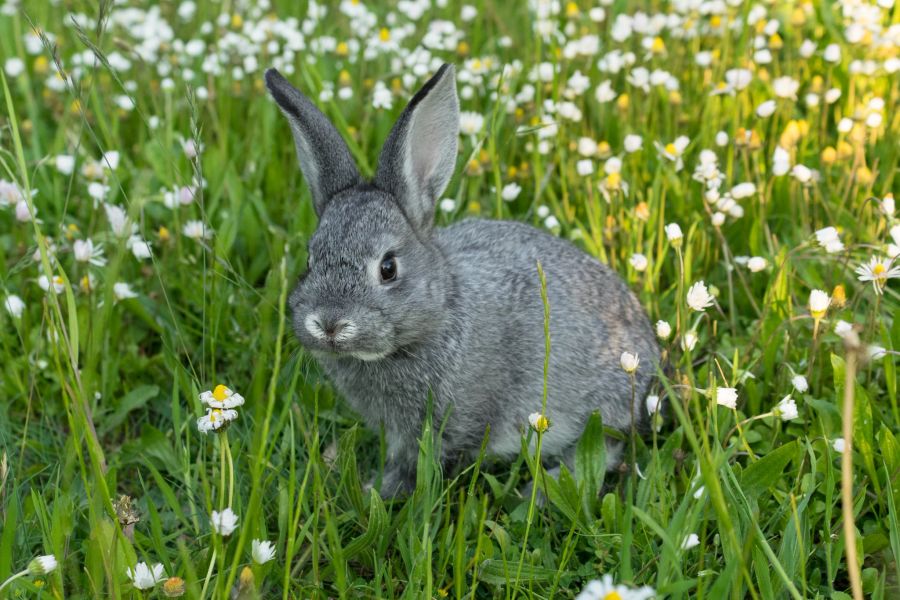 Kleinchinchilla Kaninchen sind besonders niedliche Haustiere.