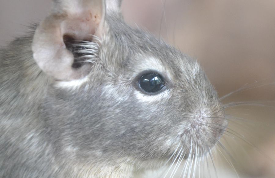 Degus sind keine Schmusetiere, trotzdem aber gute Haustiere. Sie brauchen unbedingt Artgenossen – zwei Tiere sind das absolute Minimum.