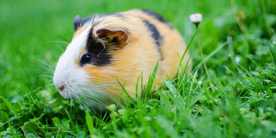 Meerschweinchen im Gras