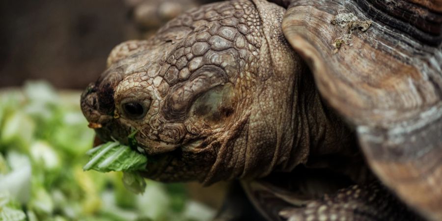 Schildkröte frisst Salat