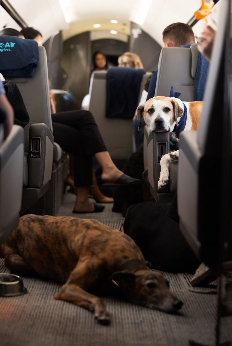 Hunde in einem Flugzeug.