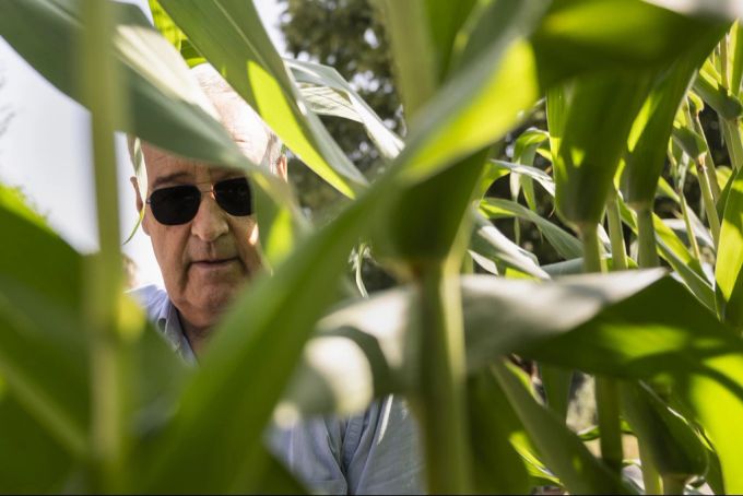 Hat den Durchblick: Bundesrat Guy Parmelin, selbst aus einer Bauernfamilie stammend, begutachtet ein Maisfeld der Familie Herren in Wileroltigen BE, am 16. August 2024. Guy Parmelin Landwirtschaft