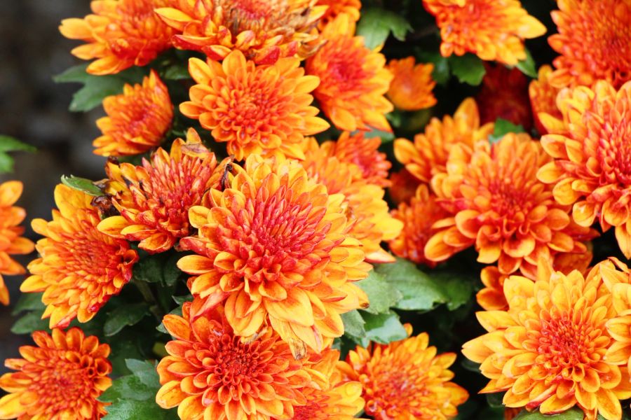 Nahaufnahme Chrysanthemen in Orange