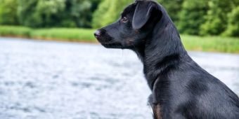 Hund am Wasser