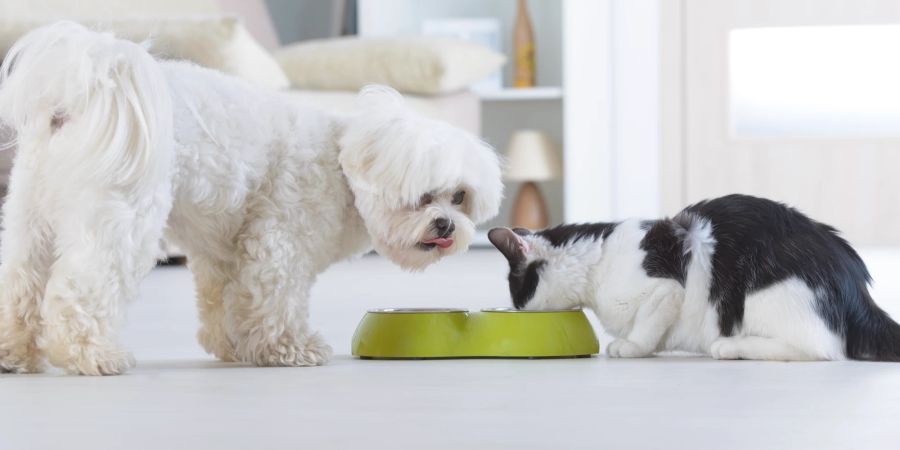 Hund und Katze beim Fressen