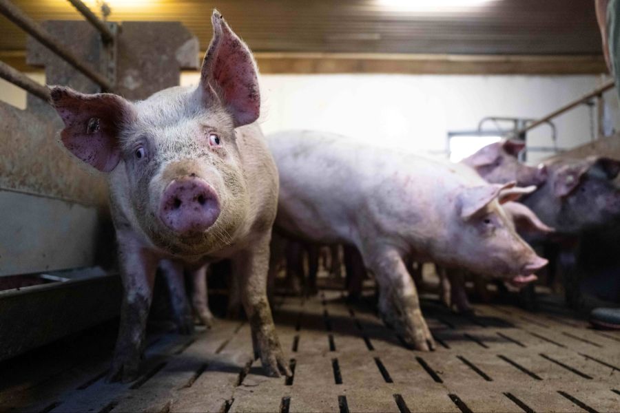 Schweine