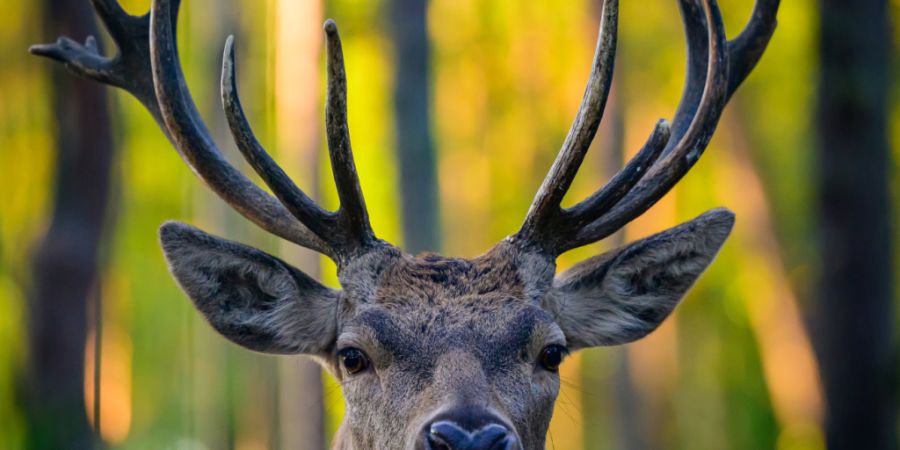 230 Hirsche dürfen die Freiburger Jägerinnen und Jäger in der kommenden Jagdsaison erlegen. (Symbolbild)