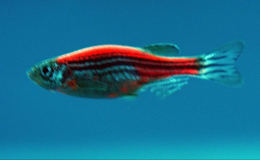 Bei Zebrafischlarven führte die Behandlung mit dem Mikroroboter nach nur drei Tagen zu einem nahezu normalen Schwimmverhalten.
