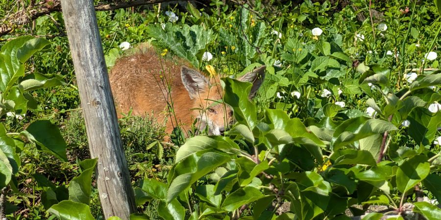 Fuchs