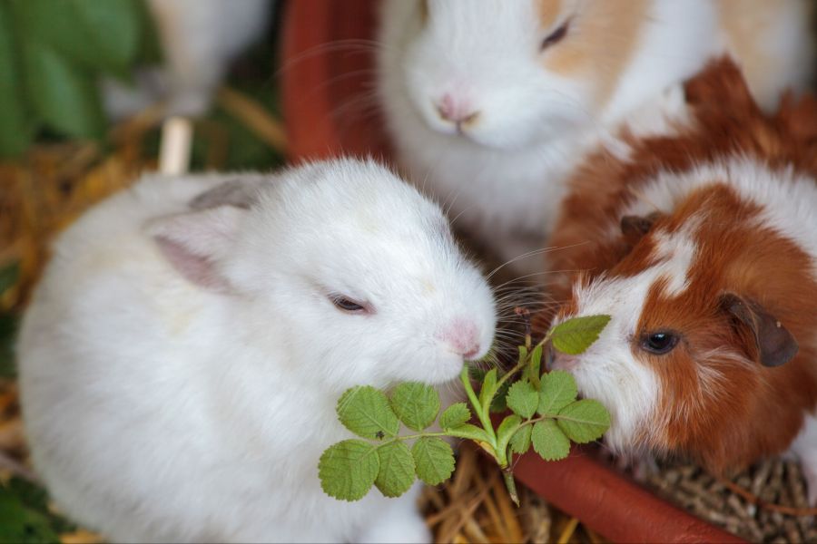 Die Rucksäcke sind laut der Stiftung für das Tier im Recht (TIR) weder für Meerschweinchen noch für Kaninchen oder andere standortgebundene Kleintiere geeignet.