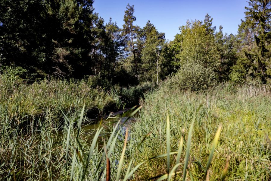 Dank einer lautstarken Ente konnte im Herzen des Hudelmooses doch noch ein kleiner Teich mit liegendem Wasser gefunden werden.