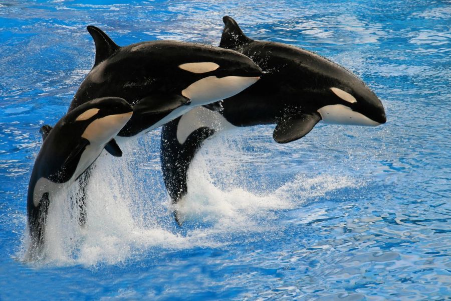 orcas