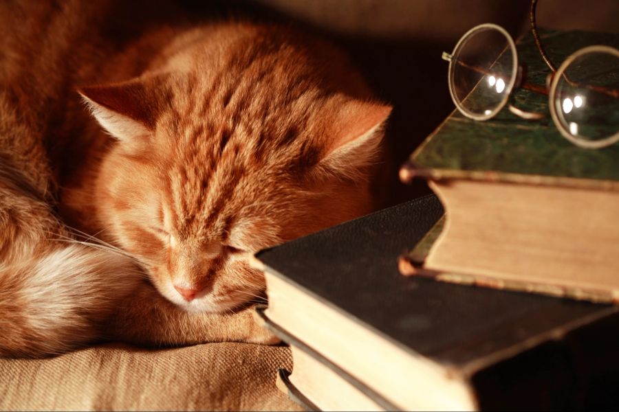 Katze, Bücher