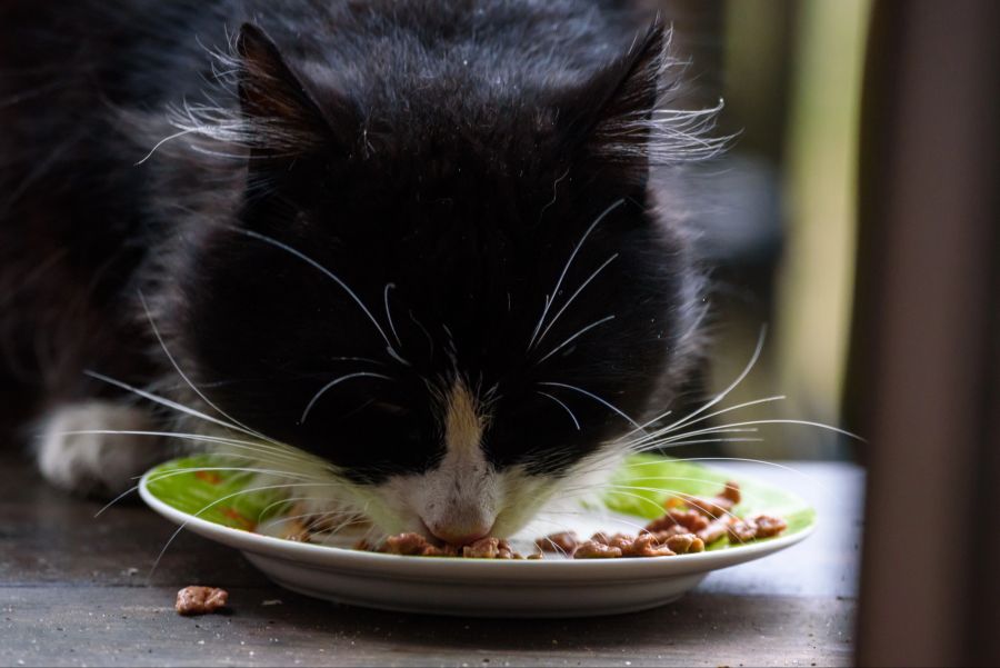 Katze beim Fressen