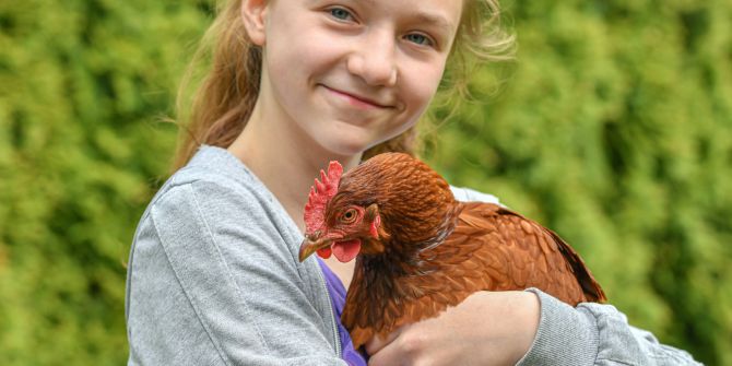 vögel wie streicheln