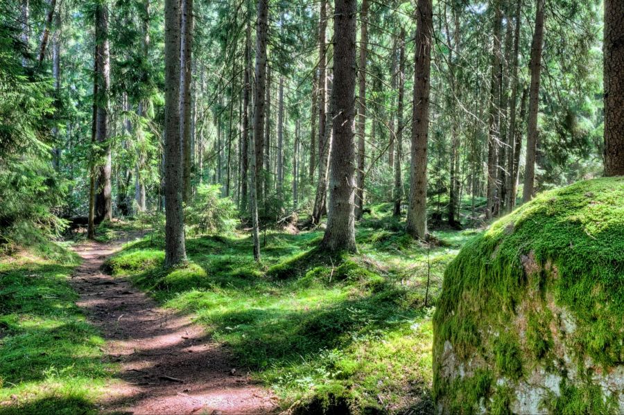 gold fichten wald
