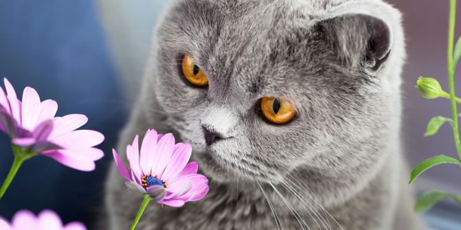 katze gefahr