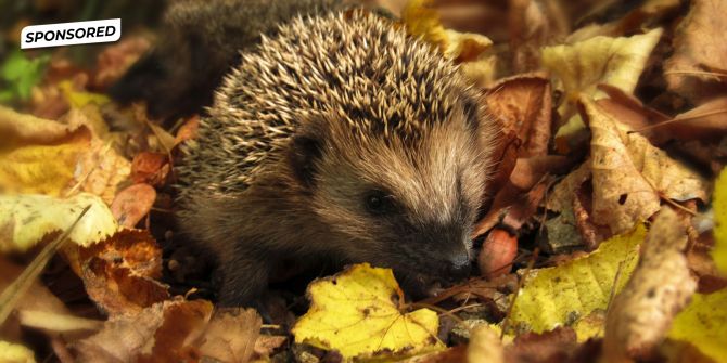 Igel Laub