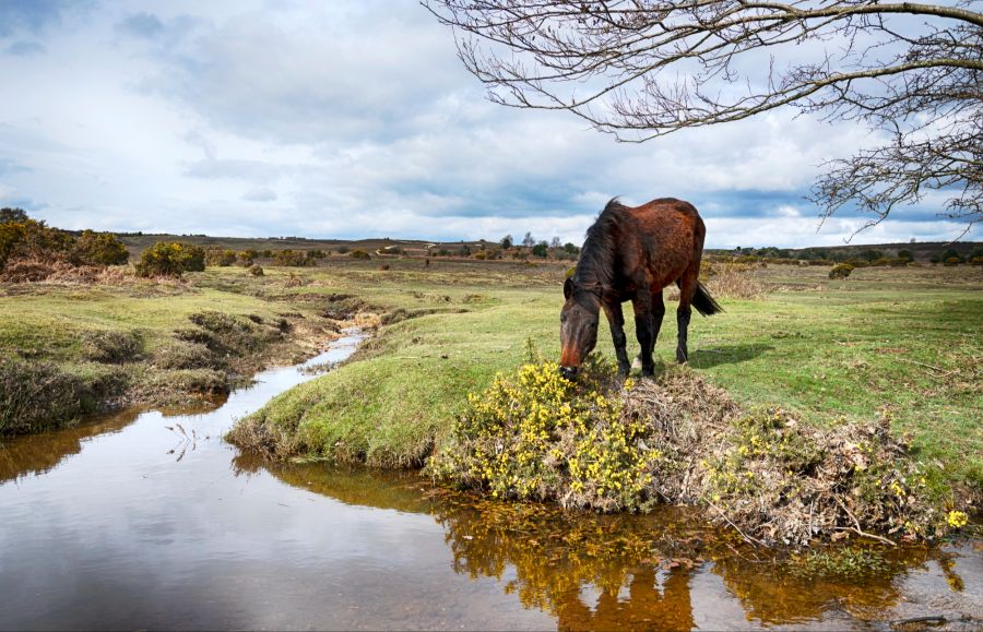 Pony auf einer Wiese am Wasser, New Forest, England