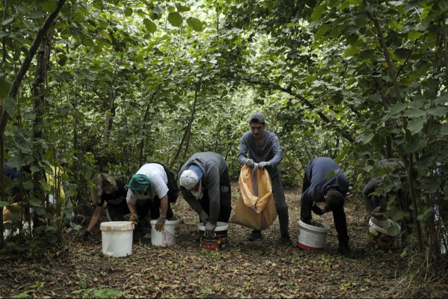Die Türkei ist der mit Abstand grösste Produzent von Haselnüssen.