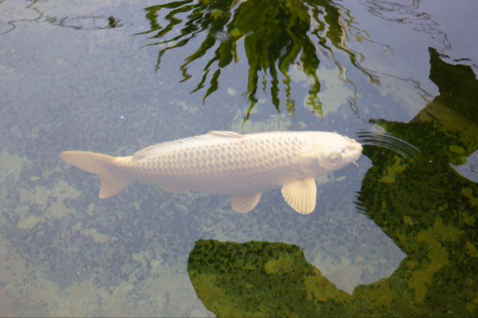 Reinach Koi-Karpfen ausgesetzt sterben